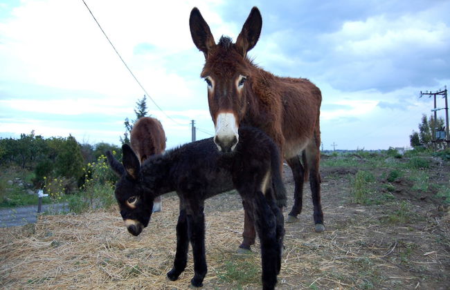 Il Giardino del sole - Foto 23
