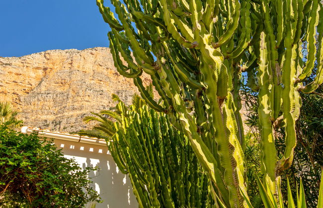 Petite Fleur - Foto 37