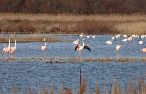 Gîte des Jonquiès, au calme vue sur le canal du midi et la mer - Foto 12