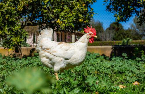 Can Pamboli - Foto 19