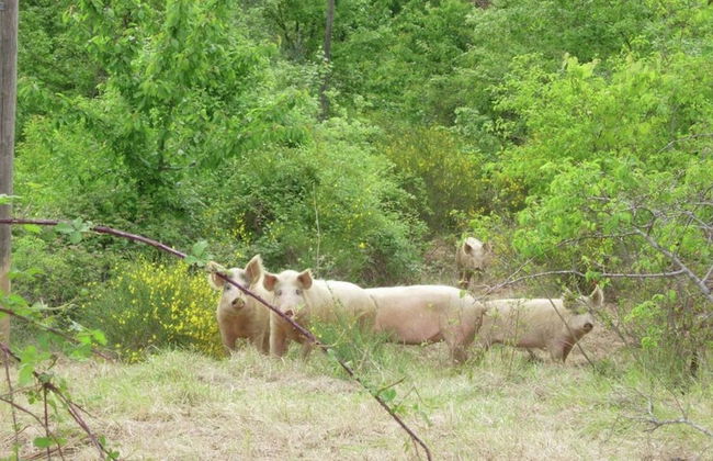 Casentino Valley Farmhouse Within Poppi - Foto 43