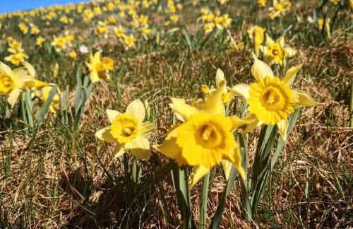 Chalet à L'Orée du Bois - Foto 39
