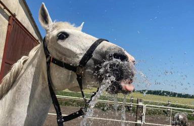 Stajnia Tarnowo Pałuckie - Foto 10