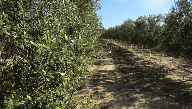 Oleo Almanzora Oil Factory Visit + Tasting - Foto 2