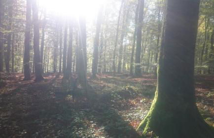 Fewo Zum Sonnenschein - Foto 26