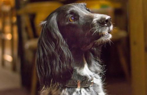 Bergesgrün - Photo 49