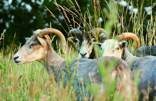 Forsthof Niendorf - Foto 30