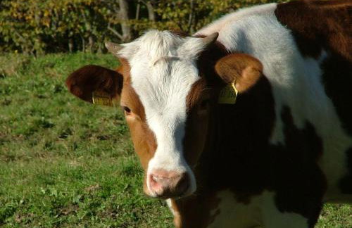 Ferienwohnung-Stadtblick - Foto 7