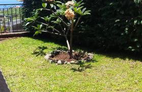 Paraiso das Flores - Foto 10