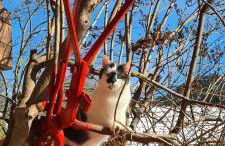 Ehrenmättlehof Faißt - Foto 49