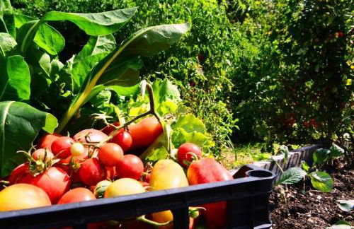 Agreste Agriturismo - Foto 17