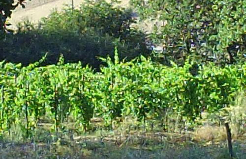 Agriturismo San Pietro - Foto 51