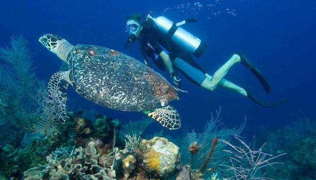 Nuotando vicino a una tartaruga
