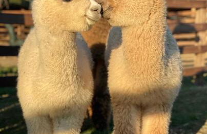 Agriturismo Piani Della Marina - Foto 6