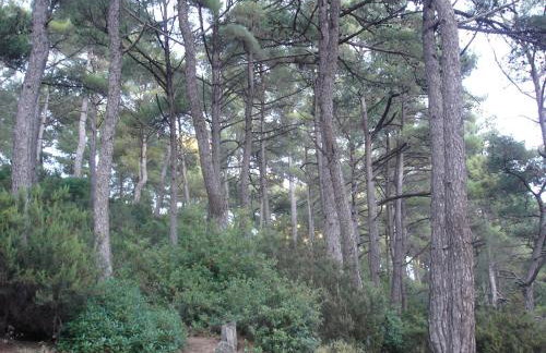 Loft Studio Raxes Kastanies Ikaria # 6 - Foto 16