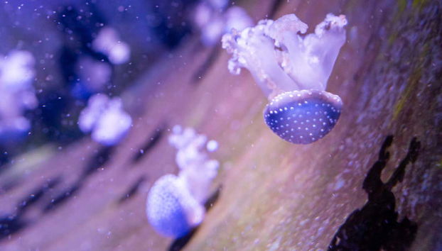 Biodiversity at the O Grove Aquarium