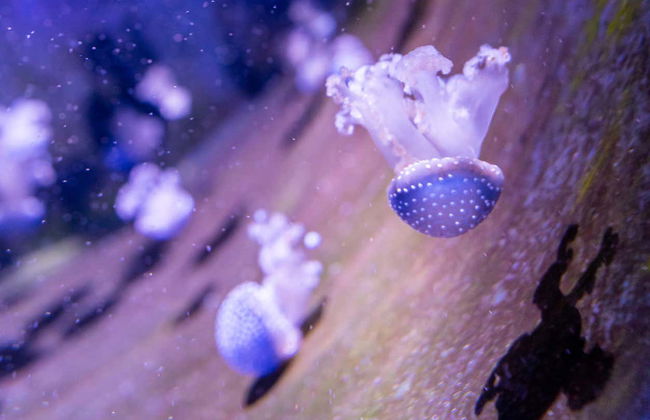 Ingresso do aquário de O Grove - Foto 4