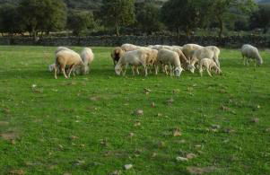 CASA RURAL LAS NAVILLAS - Foto 52