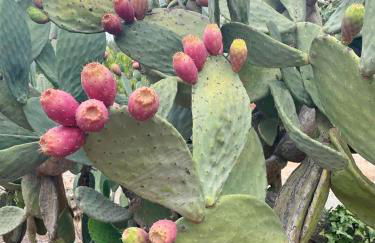 Trullo Bubamare - Foto 25