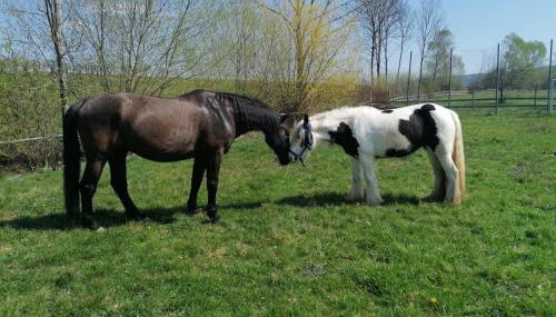 Ferienhaus: Mitten auf dem Reiterhof - Foto 3