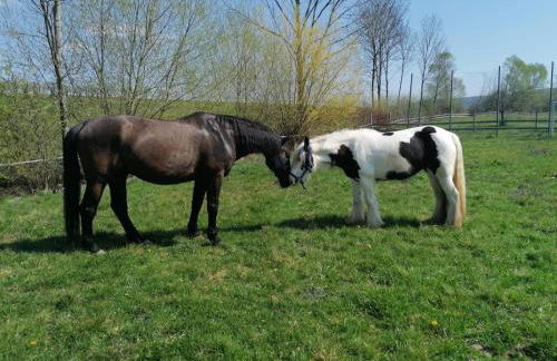 Ferienhaus: Mitten auf dem Reiterhof - Foto 3