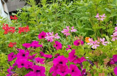 Ferienwohnungen Hering - Foto 27