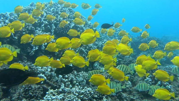 Disfrutando de la vida marina hawaiana