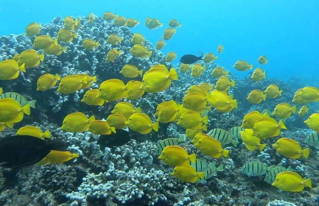Snorkel y avistamiento de delfines en Lanai - Foto 3