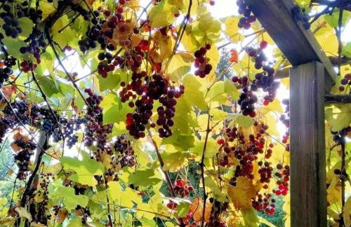 Rocca Fiorita - Casetta indipendente con giardino e parcheggio - Foto 22