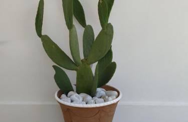 Masseria Tenuta I Quattro Venti - Foto 35