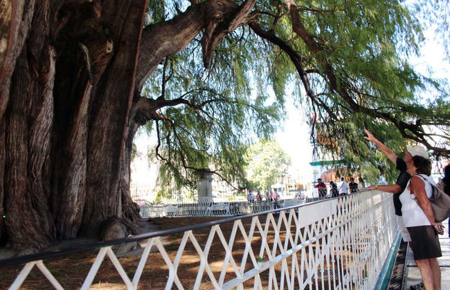 Tule & Teotitlán del Valle Day Trip + Mezcal Distillery - Foto 7