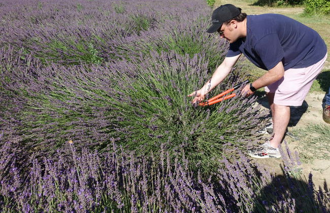 Provençal Lavender Farm Tour - Foto 8