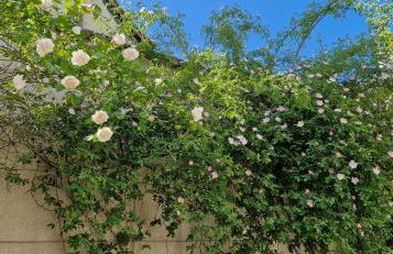 Clos Montcenoux, au coeur de Bourges. - Foto 6