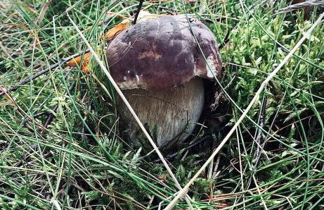 Willa na Kaszubach - Foto 28