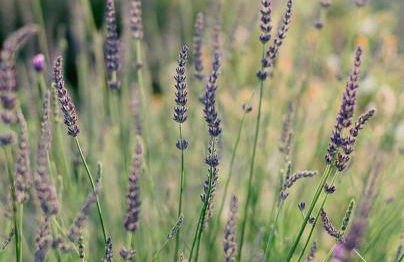 Logement La Belle Provence - Foto 10