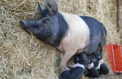 Agriturismo La Pietriccia - Foto 118