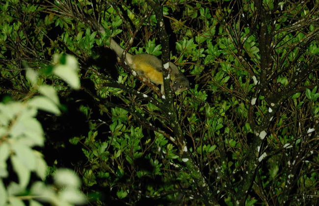 Senderismo nocturno por Oktari Monteverde - Foto 13