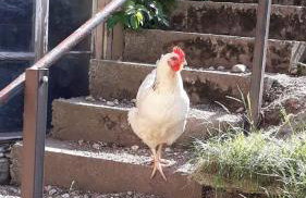 Haus Echtler - Foto 9