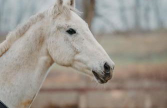 Tenuta Ca' Zen - Photo 16