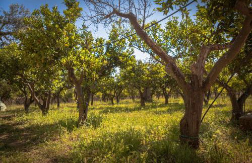 Agriturismo Li Calizzi Arte e Natura - Foto 20