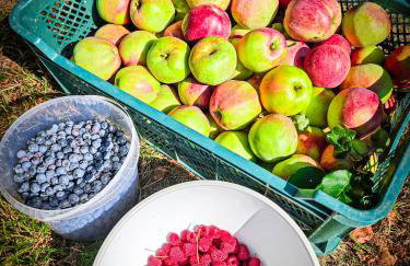 Poziomkowy Zakątek - Foto 39