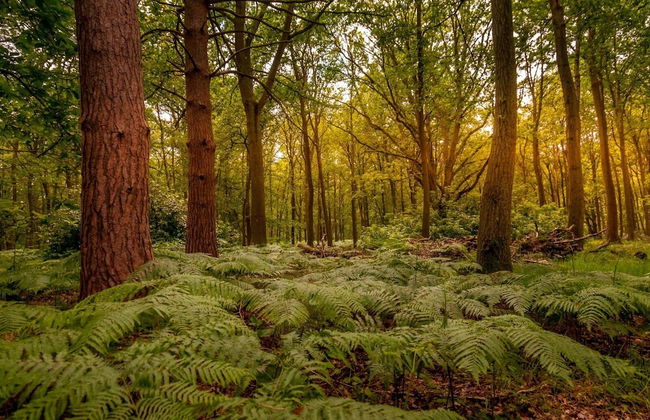 Whitmoor Farm - Foto 70