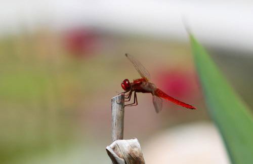 Gites de la Villa Pergola - Foto 78