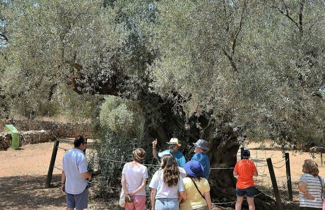 Tour in Ulldecona - Photo 1