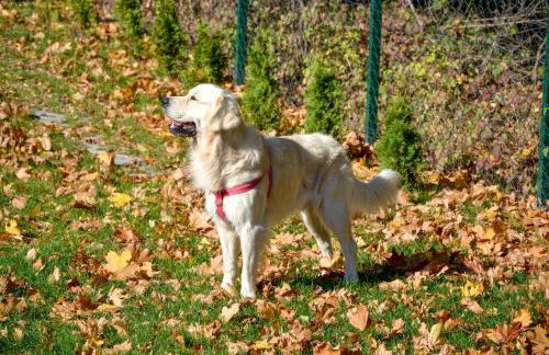 Golden Lofer - Photo 36