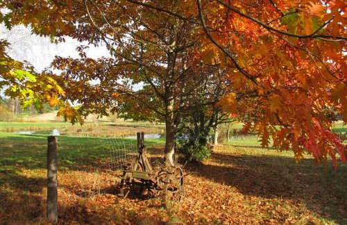 domki na leśnej polanie - Foto 48