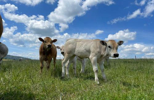 Pastelova Krova - domki w Bieszczadach - Foto 41