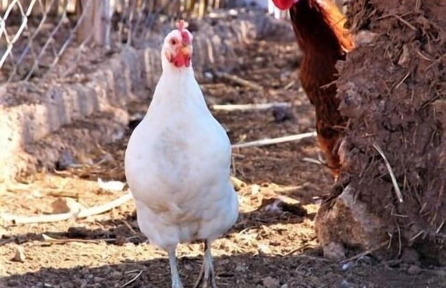 Bio et Bois - Foto 65