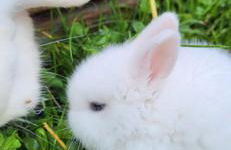 D&B staycation Ferienpark - Foto 50