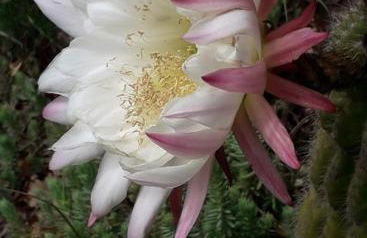 Agriturismo Grossola - Foto 9